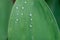 Water drops on Lily of the valley leaf