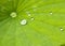 Water drops on lotus leaf