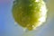 Water drops make patterns on green tomatoes after a rain