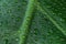 Water drops on monstera leaf. Macro shot of small water droplets on green