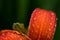 Water drops on orange sword lily flower after rain