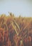 Water drops over golden ears of wheat on the field - vintage.