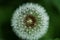 Water drops on a parachutes dandelion