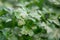 Water drops on Parsley herb growing at greenhouse