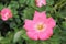 Water drops on pink roses floribunda stock photo