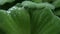 Water drops on plant leaves. From above closeup leaves of green plant with drops of clean fresh water.