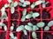 Water drops on Plant seedlings in the nursery