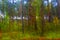 Water drops of rain on window. Blur autumn forest in background. Autumnal rainy landscape.