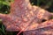 Water drops on read autumn maple leaf in the garden. Warm yellow lighting