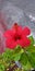 Water drops and red hibiscus flower