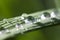 Water drops on the rice leaf