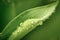 Water drops on a rolled lily of the valley leaf. Abstract green background for design on the theme of ecology, natural resources.