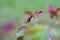 Water drops on rose`s leaf after rain, background