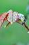 Water drops on rose`s leaf after rain, closeup, vertical