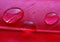 Water drops in a row on the pink red duck feather closeup macro