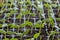 Water drops on seedlings