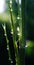 Water drops on Small bamboo