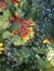 Water drops on a spider web on the Blanket flowers Gaillardia pulchella