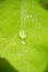 Water Drops on Spring Leaf after Rain