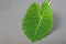 Water drops on a taro leaf