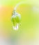 Water drops from tiny wildflower bud in summer