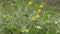 Water Drops on the Wild Plants With Yellow Flowers