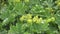 Water Drops on the Wild Plants With Yellow Flowers