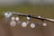 Water drops on willow branches