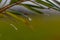 Water drops on willow branches