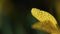 Water drops on yellow leaf