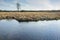 Water with dry grasses, tree on the horizon and sky