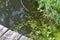 Water with duckweed from a wooden pond, France, Europe