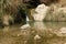 Water fall at ein gedi israel