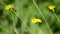 Water falling on yellow wild flowers