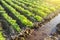 Water filled irrigation canal and green carrot plantation. Growing food on the farm. Growing care and harvesting. Agroindustry and