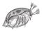 Water Flea or Daphnia sp., vintage engraving