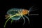 water fleas daphnia feeding on microscopic life
