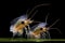 water fleas daphnia feeding on microscopic life