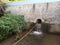 A water flow from a garden