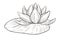 Water flower isolated sketch, lotus bud with leaf