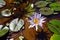 Water flower and lily pads on the Mekong River near Don Det in Laos