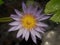 Water flower of purple and gold above a pond dappled in sunlight on Kauai Hawaii