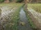 Water flowing into the channel which is pumped by submersible pump into agricultural natural rice field in farm
