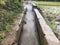 Water flowing into the channel which is pumped by submersible pump into agricultural natural rice field in farm