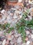 Water flowing down from gutter onto ground pebbles garden