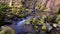 Water flowing in forest stream