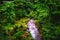 Water is flowing through a natural canal in between trees and plants