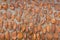 Water flowing over river rounded orange pebbles. Background text