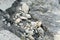 Water flowing over rocks in a stream