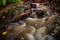 Water flowing over some rocks in the forrest